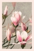 L. Prang & Co. - Magnolia Variante 1