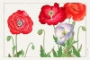Tanigami Konan - Vintage Poppy Flower (Japanese Woodblock Art) Variante 1