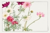 Tanigami Konan - Cosmos Flower (Japanese Woodblock Art) Variante 1