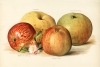 John Wright - Vintage Apple Illustration (The Fruit Grower's Guide - 1891) Variante 1