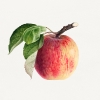 Royal Charles Steadman - Apple Illustration Variante 1