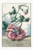 Willem Van Leen - Vintage Poppies Illustration Variante 1