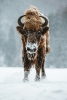 Bison in the Snow Variante 1