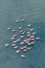 Herd of Flamingos Variante 1