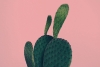 Cactus Variante 1