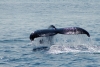 Whale Spotting Variante 1