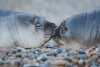 Kissing Seals Variante 1