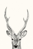 Animal Heads No. 4 - Roe Buck Variante 1