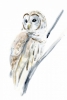 Sketch of an Owl Variante 1
