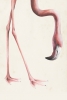 Head & Feet No. 1 - Flamingo Variante 1