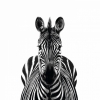 Frontal Zebra Variante 1