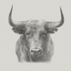 Bull Sketch Variante 1
