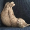 Sleeping Kitten Variante 1