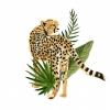 Cheetah Variante 1