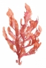 Fiery Coral Variante 1