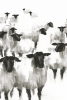 The Sheep Herd Variante 1