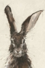 Hare Portrait No. 2 Variante 1