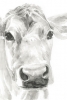 Watercolour Cow Variante 1