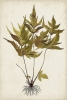 Botanical Samples No. 2 Variante 1