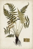 Botanical Samples No. 3 Variante 1