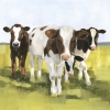 Curious Cows Variante 1
