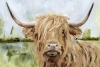 The Highland Cow Variante 1