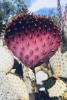 Fuchsia Cactus Variante 1