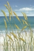Dune Grass Variante 1