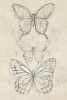 Butterfly Drawing Variante 1