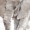 The elephant Variante 1