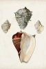 Shell collection Variante 1