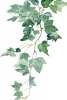 Ivy No. 1 Variante 1