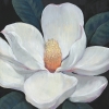 Magnolia No. 2 Variante 1