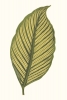 Leaf Collection No. 1 Variante 1