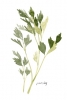 Herbs Collection No. 2: Parsley Variante 1