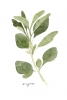 Herbs Collection No. 3: Oregano Variante 1