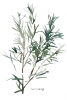 Herbs Collection No. 4: Rosemary Variante 1