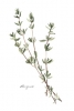 Herbs Collection No. 6: Thyme Variante 1