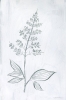 White Herbs No. 4 Variante 1