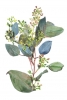 Flowering Eucalyptus No. 1 Variante 1