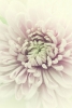 Chrysanthemum Dream Variante 1