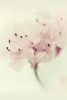 Cherry Blossom Dream Variante 1