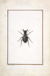 Pierre Joseph Redouté - A Stag Beetle