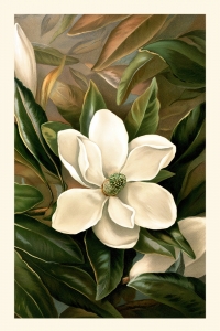 Ellen Thayer Fisher - Magnolia Grandiflora