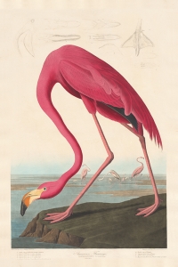Robert Havell after John James Audubon - American Flamingo