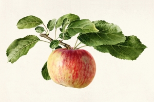 Royal Charles Steadman - Apple Bough
