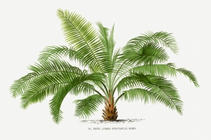Vintage Palm Tree No. 1