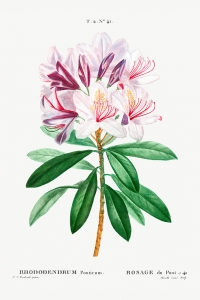 Pierre Joseph Redouté - Rhododendron Ponticum