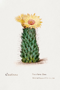 Beehive Cactus - Vintage Illustration