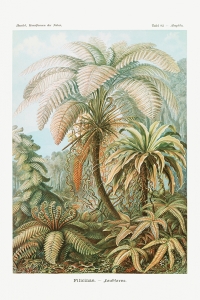 Ernst Haeckel - Filicinae (Laubfarne), Botanical Illustrations